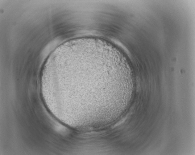 X0000070401467200606301959