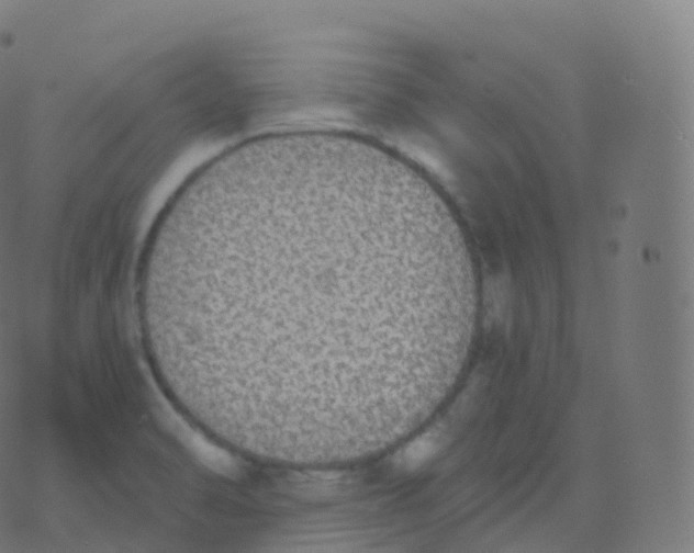 X0000070401470200606301959