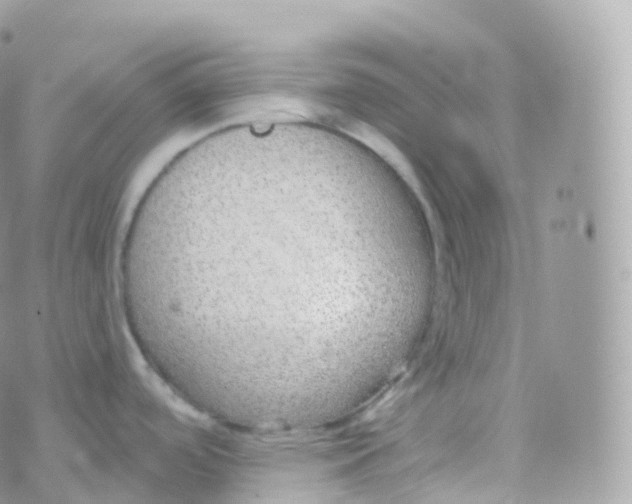 X0000070401488200606301959