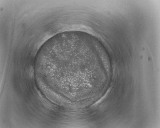 X0000070401505200606301958