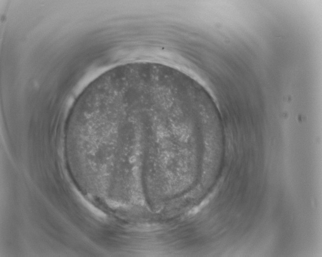 X0000070401525200606301958