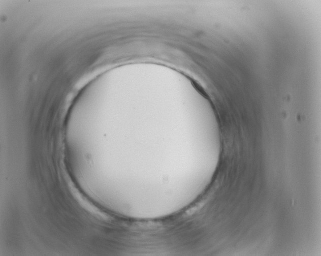 X0000070401526200606301958