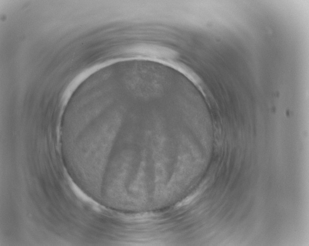 X0000070401535200606301959