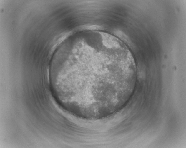 X0000070400014200607072255