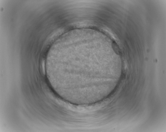 X0000070400022200607072255