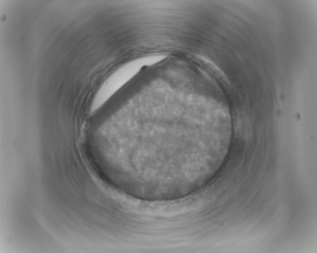 X0000070400026200607072255