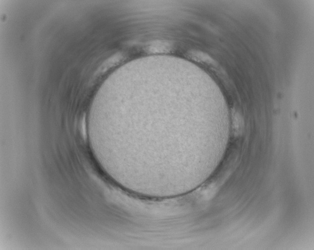 X0000070400028200607072255