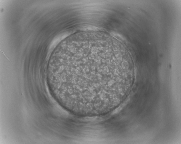 X0000070400049200607072254