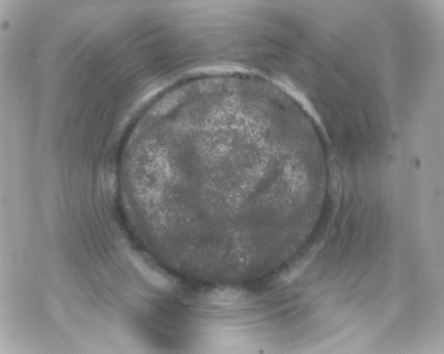 X0000070400063200607072254