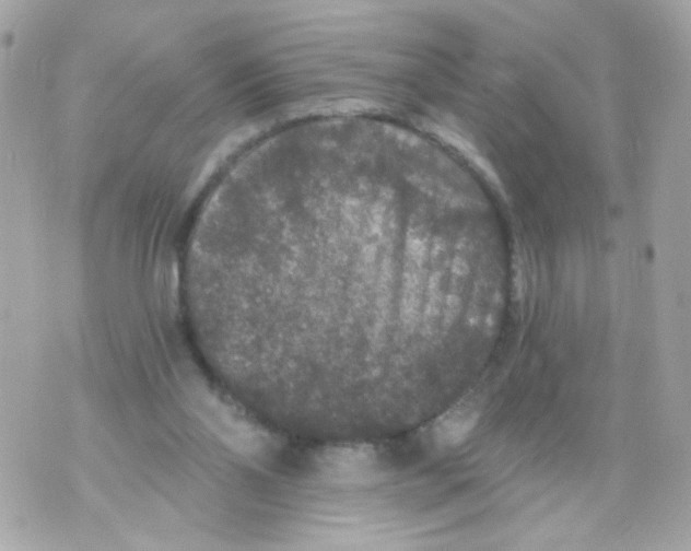 X0000070400110200607072254