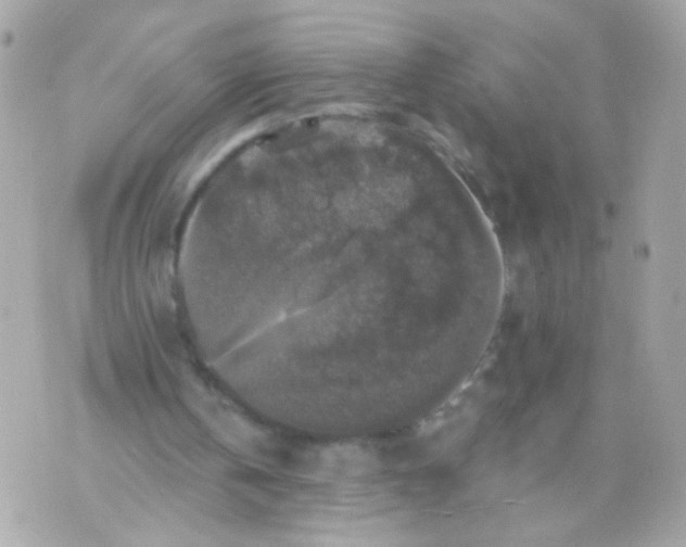 X0000070400146200607072252