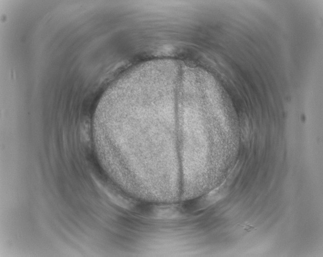 X0000070400175200607072253