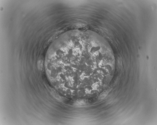 X0000070400177200607072253