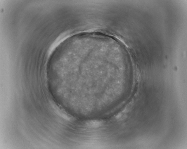 X0000070400198200607072252