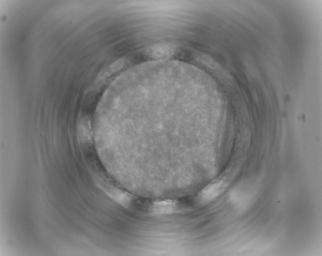 X0000070400240200607072252