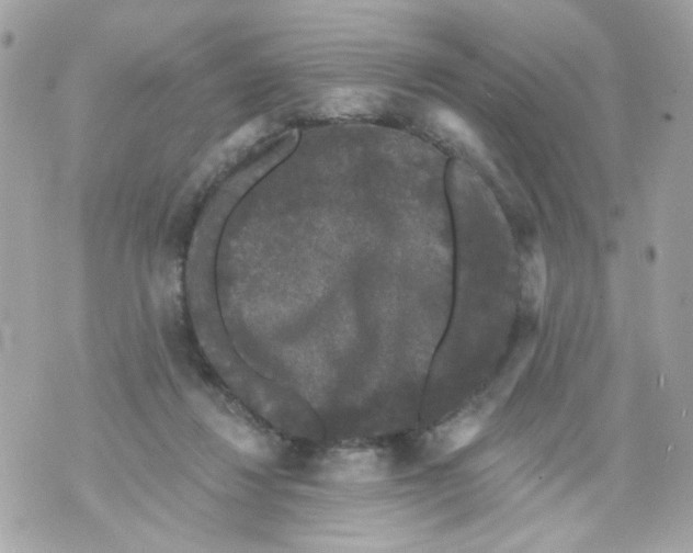 X0000070400260200607072251