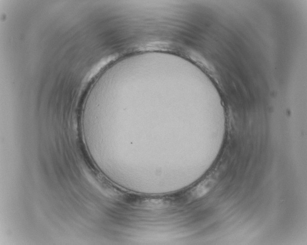 X0000070400298200607072251