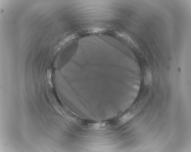 X0000070400366200607072250