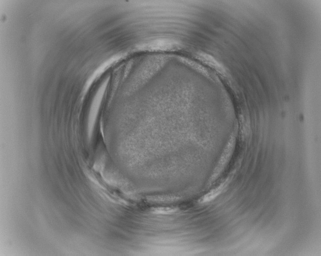 X0000070400392200607072249