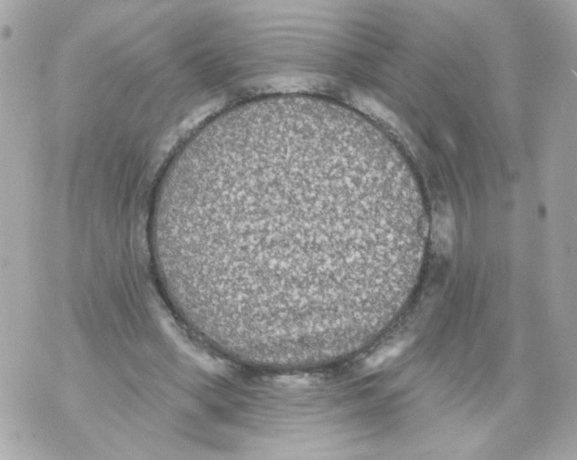 X0000070400394200607072249