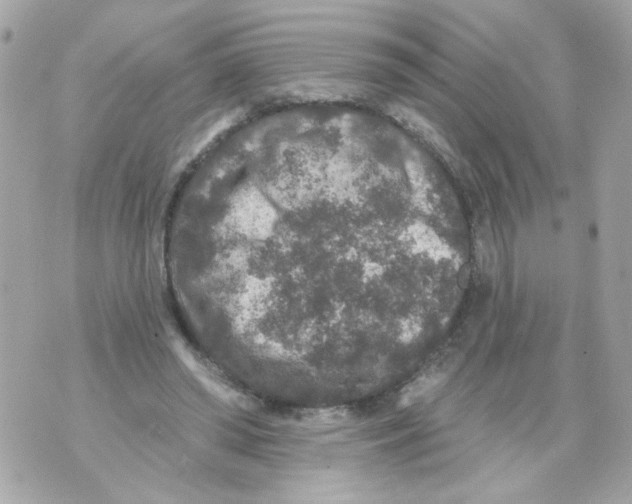 X0000070400398200607072249