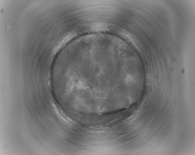 X0000070400443200607072248