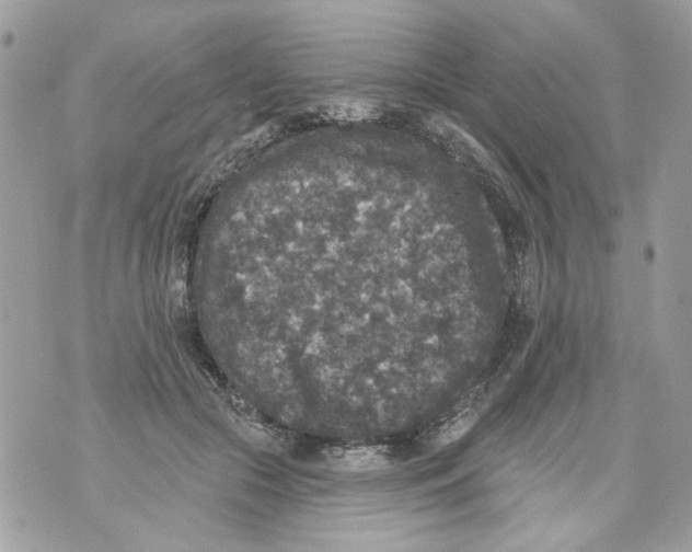 X0000070400553200607072247