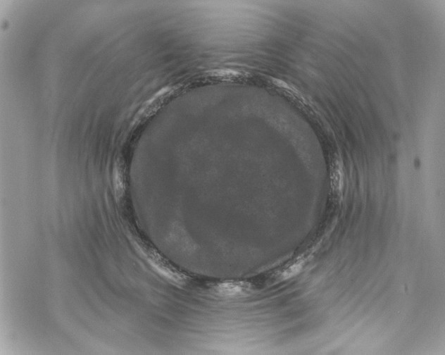 X0000070400566200607072247