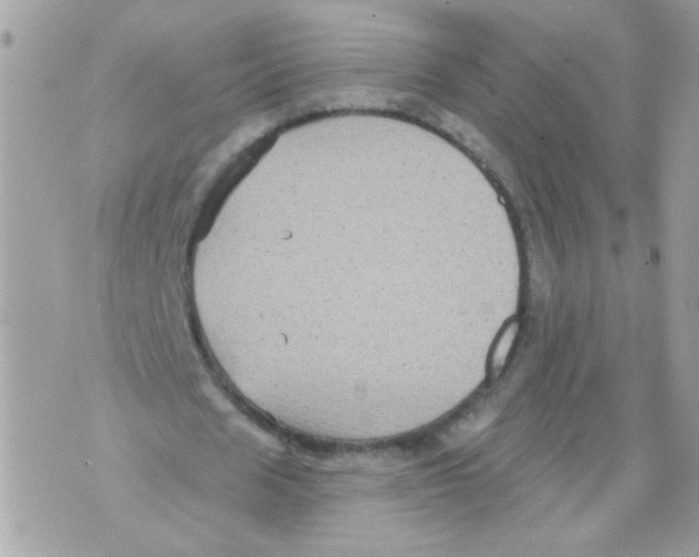 X0000070400625200607072245