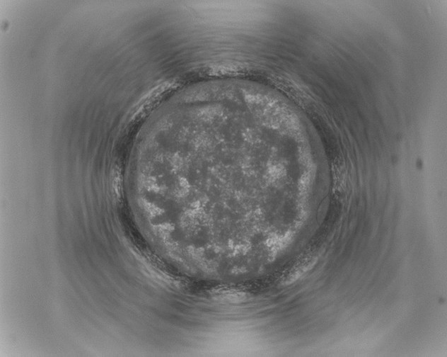 X0000070400648200607072245