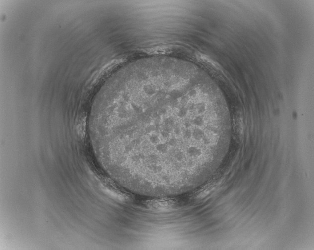 X0000070400652200607072245