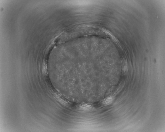 X0000070400669200607072245