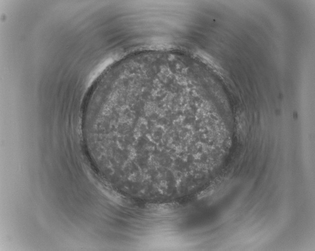 X0000070400679200607072245