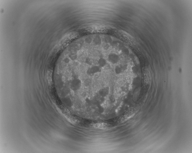 X0000070400695200607072244