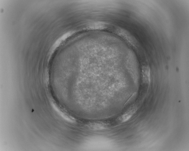 X0000070400726200607072243