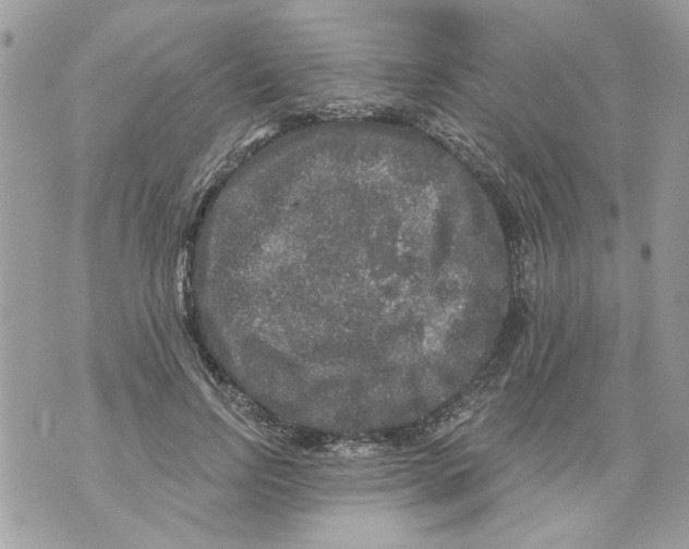 X0000070400742200607072243