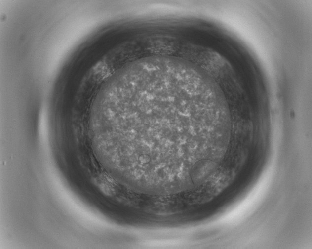 X0000070400765200607072244