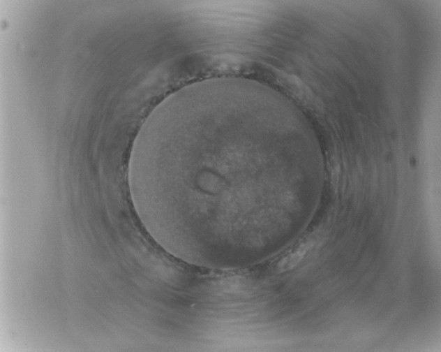 X0000070400769200607072243