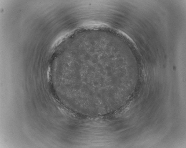 X0000070400775200607072243