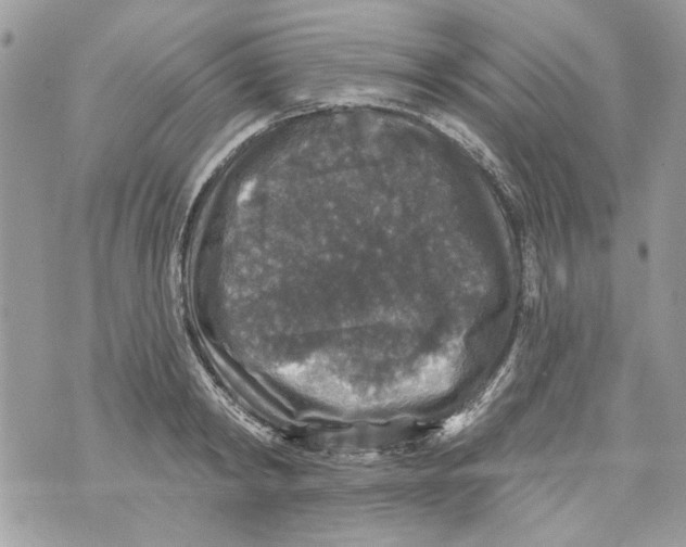 X0000070400798200607072243