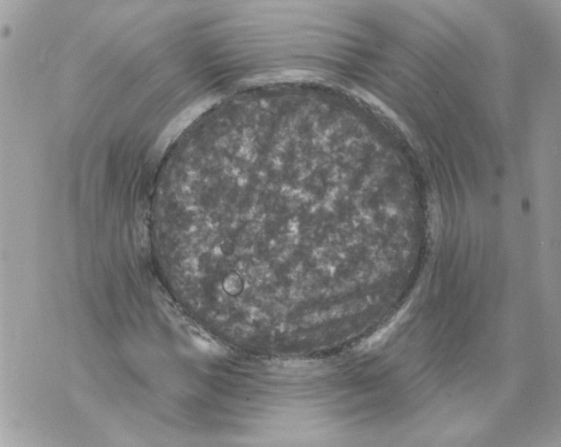 X0000070400921200607072240