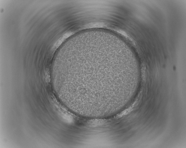 X0000070400929200607072240