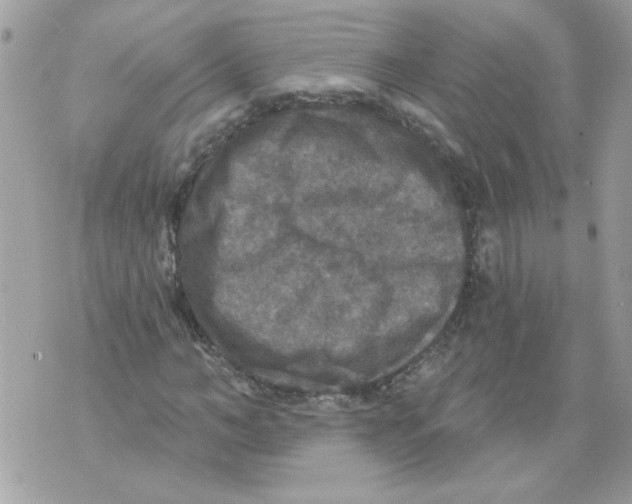 X0000070400966200607072240