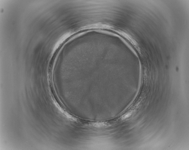 X0000070400998200607072239