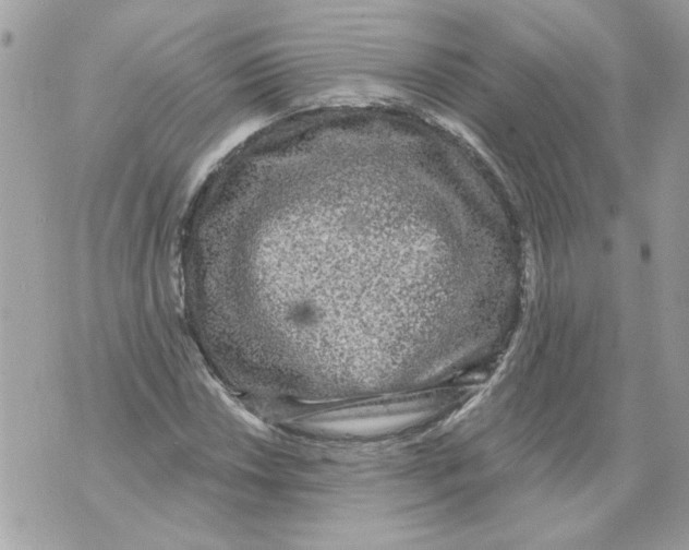 X0000070401018200607072239