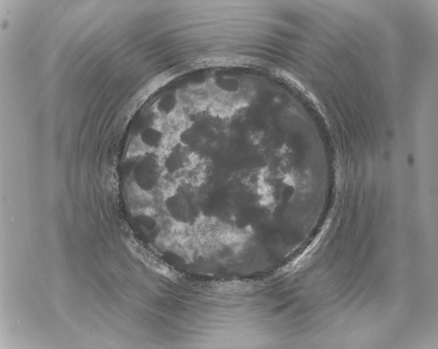 X0000070401025200607072239