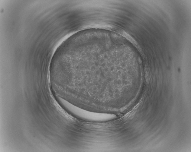 X0000070401028200607072239