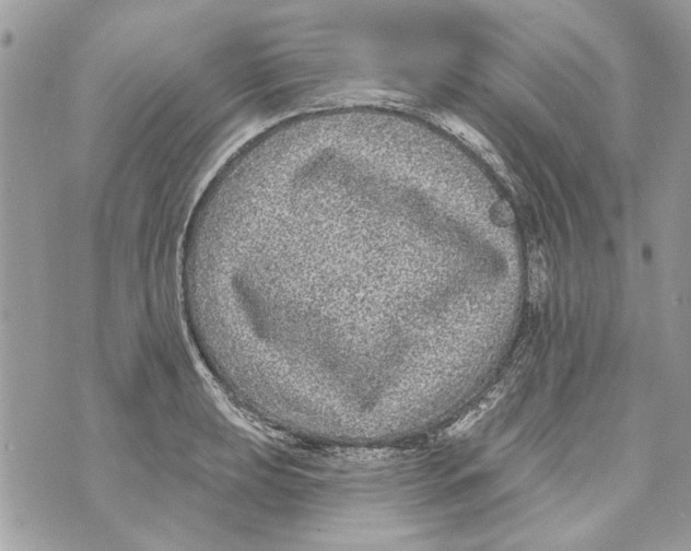 X0000070401039200607072239