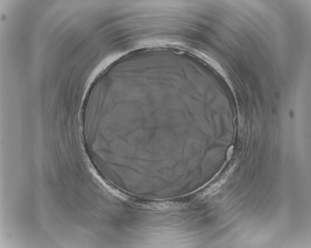 X0000070401045200607072239