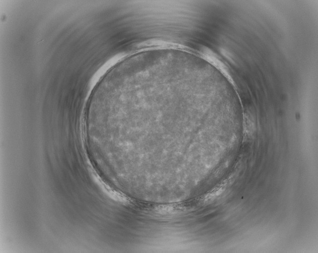 X0000070401098200607072238